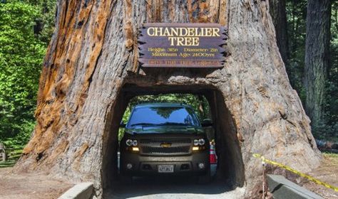 weirdest roadside attractions in the US - Jetsetter If you’ve ever looked up at a majestic, 300-foot-tall, 2,000-year-old redwood and thought, “Wow, I wish I could drive through that,” you’re in luck. This particular coastal redwood had a car-size tunnel carved through its trunk in 1937, and it’s still very much alive and growing. For five bucks you can motor through it yourself (photos encouraged). Redwood Forest California, Chandelier Tree, Humboldt Redwoods State Park, Coast Redwood, Redwood National Park, Tree Felling, Redwood Tree, National Park Road Trip, Redwood Forest