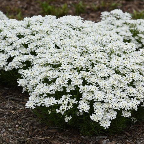 Iberis Sempervirens, Outside Plants, Ground Covers, Planting Plan, Winter Plants, Proven Winners, White Plants, Landscape Plants, Planting Ideas