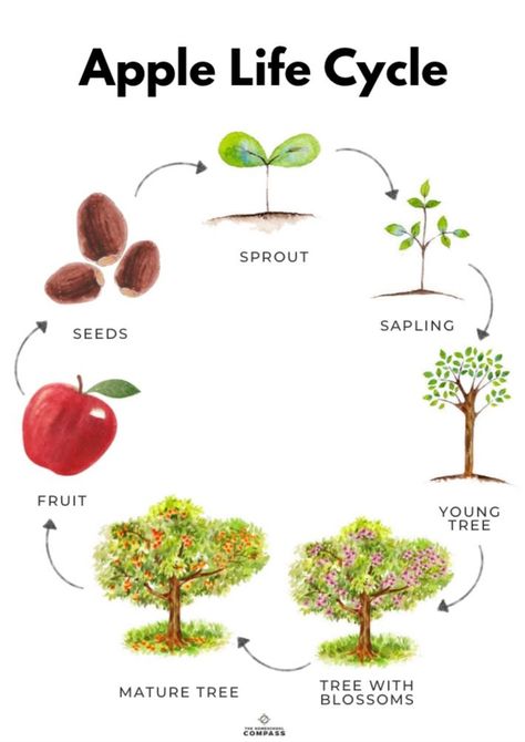 Apple Tree Life Cycle, Apple Study, Parts Of An Apple, Apple Unit Study, Kids Stem Activities, Apple Life Cycle, Apple Lessons, Homeschool Nature Study, Life Cycles Activities