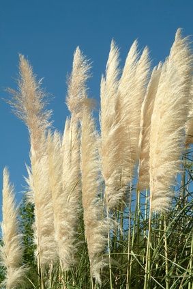 Ornamental Landscape, Ornamental Grass Landscape, Tall Ornamental Grasses, Beautiful Paintings Of Nature, Ornamental Grass, Fountain Grass, Grasses Landscaping, Grasses Garden, Covered Garden