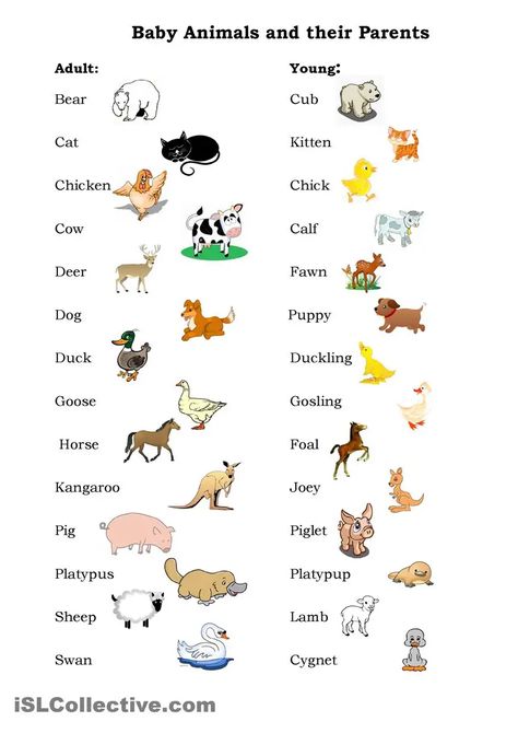 Animals Name In English, Baby Animal Names, English Activities For Kids, Learning English For Kids, English Worksheets For Kids, Kids English, English Vocab, English Verbs, English Language Teaching