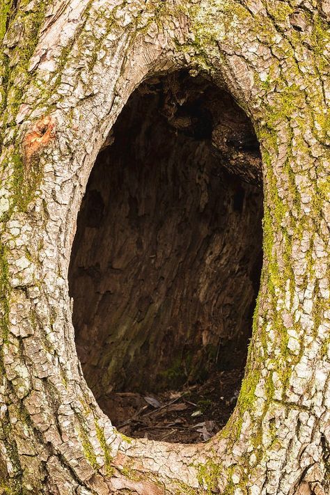 Hole In Tree Trunk, Eldritch Tree, Tree Hollow, Tree Hole, Tree Mushrooms, Hollow Tree, Props Concept, Art Assignments, Dark Tree