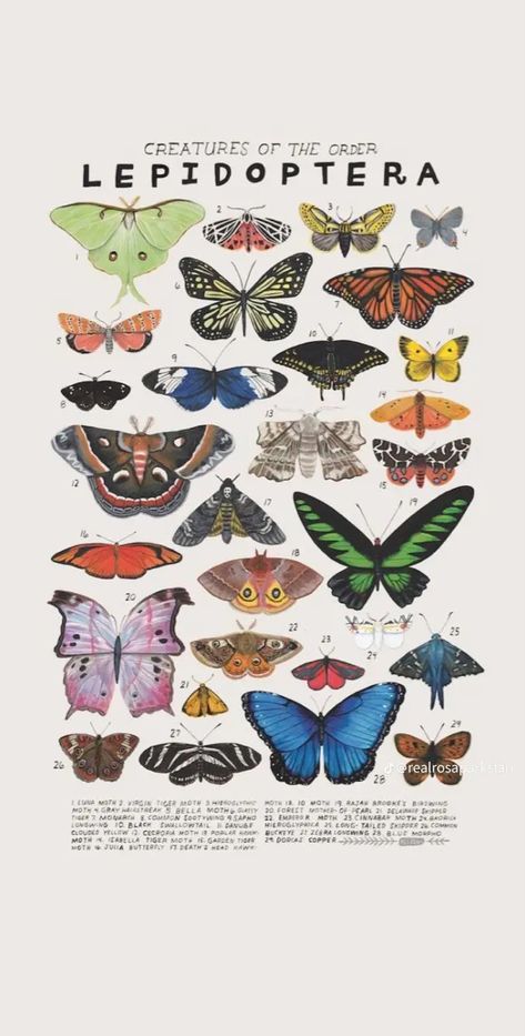 Zoology Aesthetic Wallpaper, Zoology Wallpaper, Art Bio, Animal Aesthetic, Aesthetic Butterfly, Animal Poster, Poster Aesthetic, Aesthetic Poster, Picture Collage Wall