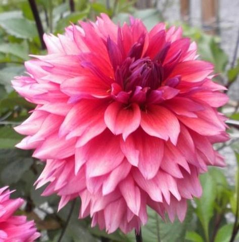 Sonic Bloom, Butterfly Garden Plants, Purple Dahlia, Growing Dahlias, Flower Garden Design, Central Illinois, Flowers Petals, Summer Plants, Herbaceous Perennials