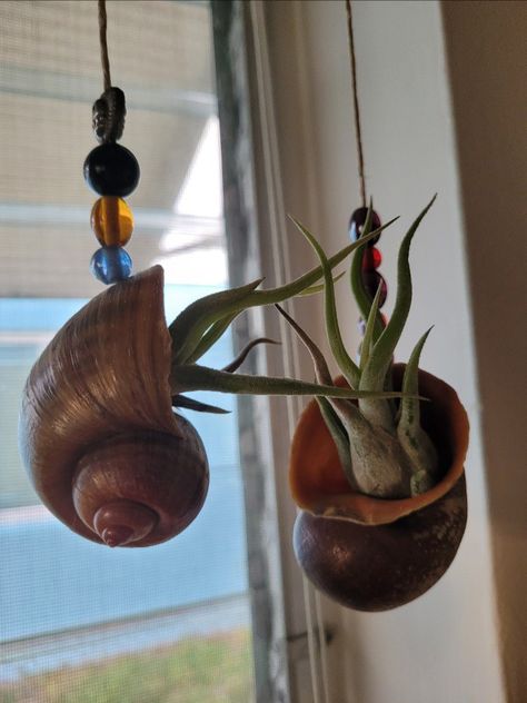 snail shells, airplants,beads,nature. Apple Snail Shell Crafts, Snail Shell Crafts, Moon Snail Shell Crafts, Air Plants In Seashells, Shell Air Plant Holder, Snail Farming, Stained Glass Air Plant Holders, Shell Flower And Driftwood, Giant Snail