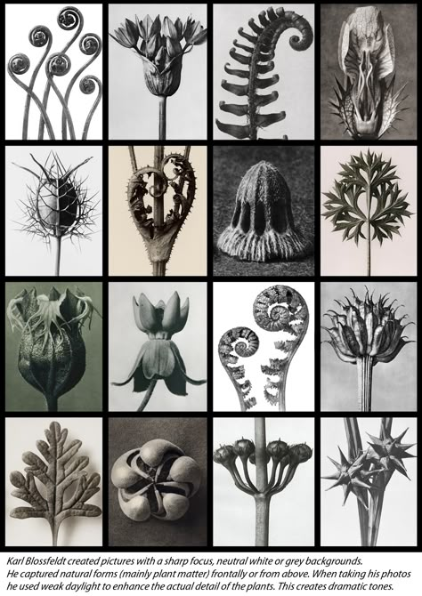 Karl Blossfeldt Photography, Carl Blossfeldt, Karl Blossfeldt Drawing, Karl Blossfeldt Gcse Art, Blossfeldt Photography, Karl Blossfeldt Sketchbook Gcse Art, Kawakawa Leaf, Natural Form Artists, Karl Blossfeldt Artist Research Page