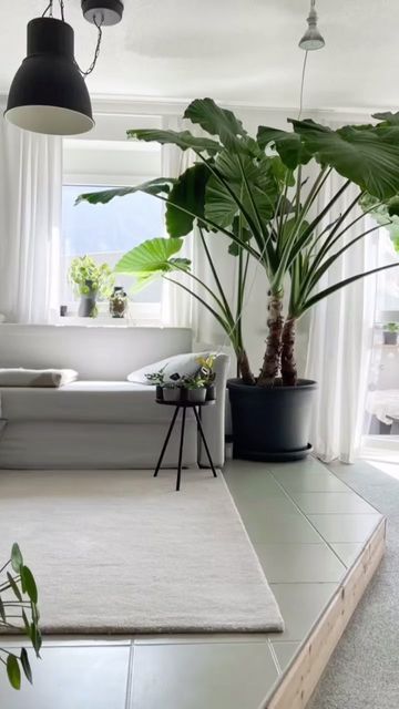 Alocasia Propagation, Plants Pictures, Alocasia Plant, Plants Decor, Ideas Hogar, Indoor Jungle, Instagram Time, Plant Pictures, Tag Your Friends