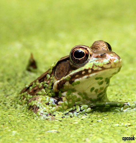 Pond Frog, Green Pond, Frog Eye, K9 Training, Kinds Of Birds, Domain Hosting, Frog And Toad, Reptiles And Amphibians, Cute Frogs