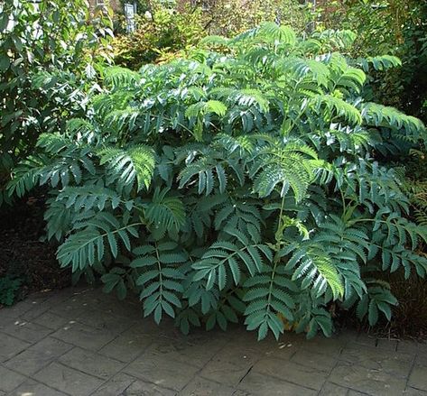 Melianthus major (Melianthus major) Courtyard Plants, Daylily Garden, Architectural Plants, Shade Shrubs, Tropical Garden Design, Jungle Gardens, Garden Shrubs, Sun Plants, Garden Pictures