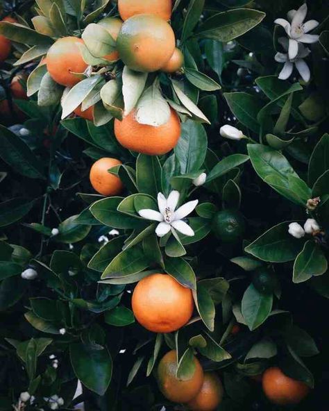 Beautiful orange tree Fruit Reference, Plant Study, Orange Tree, Deco Floral, Orange Blossom, Plant Life, Green Thumb, Botany, The Words