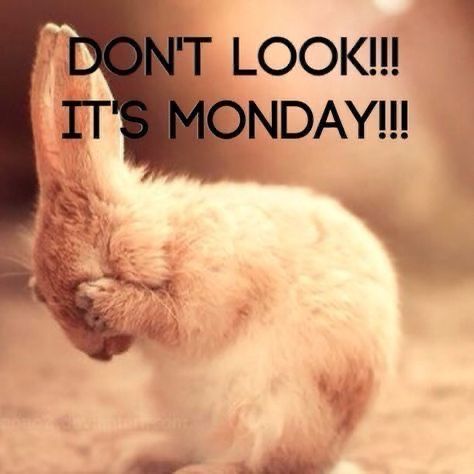 Monday Quotes Funny, Happy Monday Quotes, I Hate Mondays, Morning Memes, Monday Memes, Morning Quotes For Him, Friday Quotes Funny, Monday Humor, Weekday Quotes