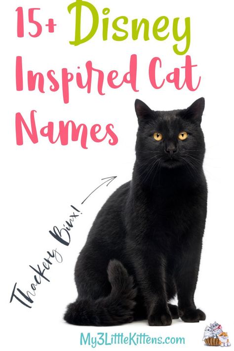 Disney Inspired Cat Names. From Figaro to Cheshire, the options are cartoon character perfect for your kitty! #cats #Disney Disney Cats Characters, Disney Cat Names, Disney Cat Characters, Boy Cat Names, Girl Cat Names, Unique Cat Names, Funny Cat Names, Disney Names, Cute Cat Names