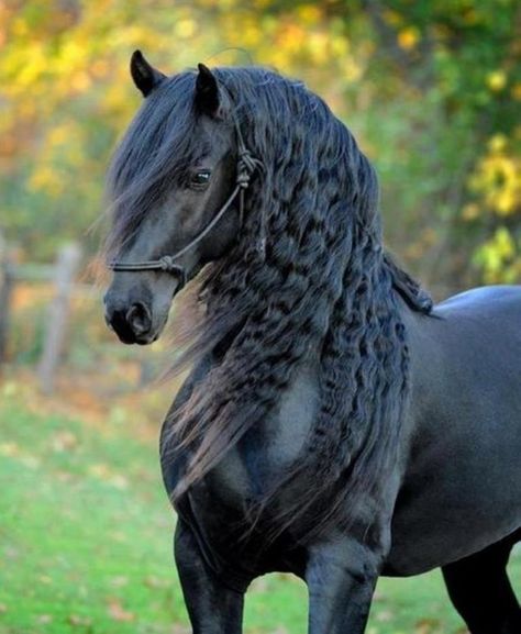 Le Frison - La tête d’un Frison Akhal Teke, Black Horses, Most Beautiful Horses, Friesian Horse, Most Beautiful Animals, Majestic Horse, Horse Crazy, Draft Horses, Black Horse