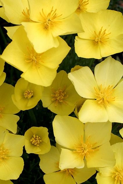 Primrose Aesthetic, Weird Flowers, Tropical Garden Ideas, Evening Star, Dainty Flowers, Evening Primrose, Flowers Perennials, Tropical Garden, Mellow Yellow