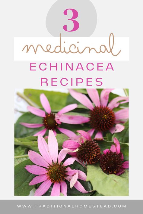 purple echinacea flowers and text Echinacea Recipes, Elderberry Echinacea Syrup Recipe, Echinacea Syrup, Ecanacia Flower, Drying Echinacea, Echinacea Tea Recipes, Dried Echinacea, Echinacea Witchcraft, Echinacea Tincture