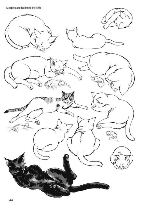 Simple Cat Drawing, Cat Drawing Tutorial, Cats Art Drawing, Cat Anatomy, Arte Van Gogh, Cat Sketch, Anatomy For Artists, Book Illustration Art, Cat Pose