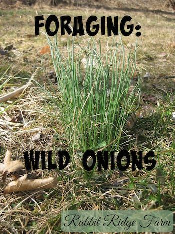 Wild Onions In Yard, Wild Onions Recipes, Foraging Plants, Anything Green, Wild Onion, Medicinal Wild Plants, Edible Weeds, Food Foraging, Wild Foraging