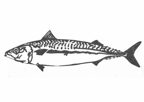 This line drawing of a mackerel was used as a template for a stainless steel picture which now hangs on the wall of a fish shop in Elm Park Linework Fish Tattoo, Ink Fish Drawing, Minnow Tattoo, Mackerel Drawing, Line Fish Tattoo, Mackerel Tattoo, Fish Ink Art, Fish Ink Drawing, Tuna Tattoo