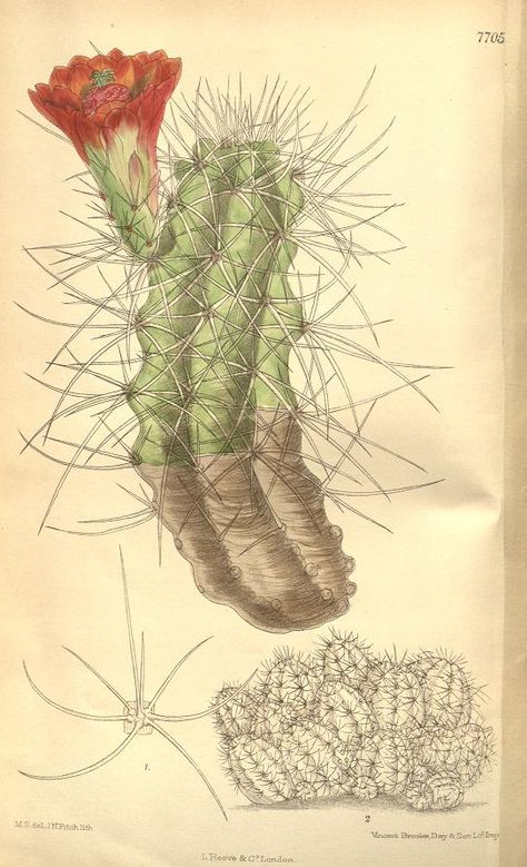 v.126=ser.3:v.56 (1900) [no.7692-7751] - Curtis's botanical magazine. - Biodiversity Heritage Library Vintage Cactus, Cactus Illustration, Missouri Botanical Garden, Cactus Art, Botanical Illustrations, Cactus Flowers, Floral Craft, Vintage Pictures, Artist Names