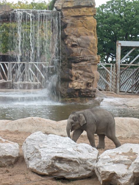 Elephant Enclosure, Asian Forest, Interpretation Centre, Asian Elephants, Elephant Zoo, Zoo Inspiration, Zoo Design, Zoo Project, Chester Zoo