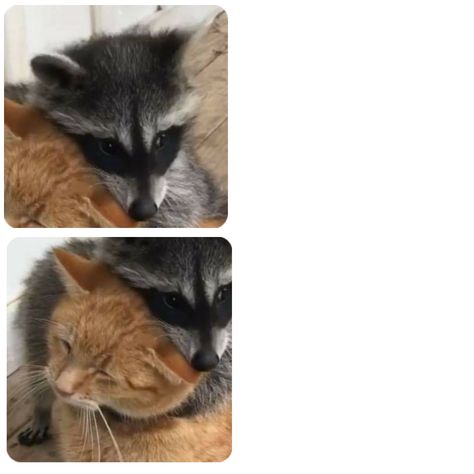 Matching Raccoon Pfps Trio, Raccoons Matching Pfp, Raccoon And Cat Matching Pfp, Matching Raccoon Pfps, Racoon Matching Pfp, Raccoon Matching Pfp, Raccoon And Cat, Cat Matching Pfp, Couples Pfp