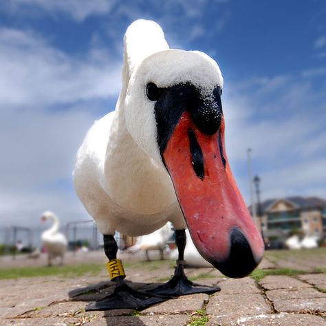 Eye Close Up Photography, Exaggerated Perspective, Depth Photography, Worm's Eye View Photography, Unusual Viewpoints, Birds Eye View Photography, Photography Perspective, Unusual Perspective, Teaching Photography