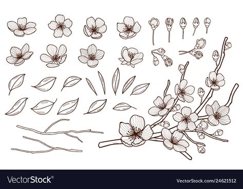 Almond Blossom Drawing, Almond Flower Tattoo, Plum Blossom Drawing, Flower Tree Drawing, Sakura Flower Illustration, Pen Vector, Apple Tree Blossoms, Cherry Blossom Drawing, Almond Flower