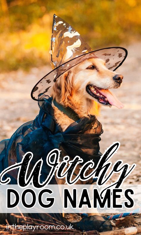 Witchy Dog Names for Your Halloween Pup - In The Playroom Witchy Dog Names, Girl Pet Names, Witchy Names, Black Dog Names, Mystical Names, Girl Dog Names, Halloween Names, Puppy Names, Pet Name