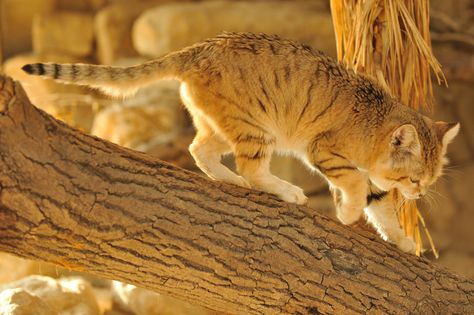 Sand Cats, Sand Aesthetic, Small Wild Cats, Sand Cat, Cat Obsession, Raccoon Dog, Cat Reference, Cat Pose, Cat Family