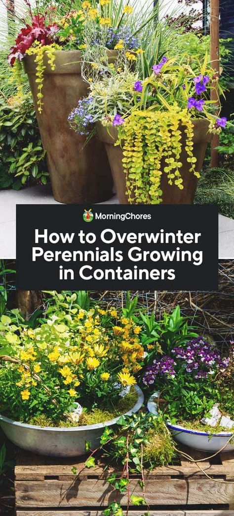 Growing In Containers, Blooming Perennials, Seed Vault, Full Sun Perennials, Creeping Jenny, Growing Greens, Sun Perennials, Overwintering, Survival Gardening