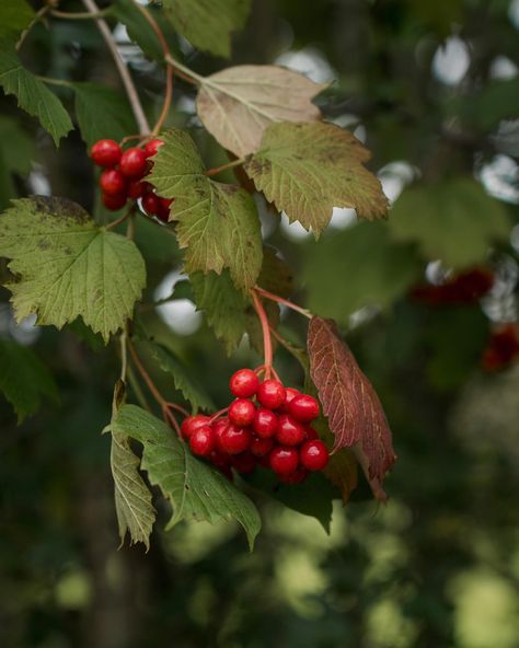 There’s a distinctive colour scheme emerging in the hedgerows at the moment. Rowan, wild rose, hawthorn and guelder rose all looking resplendent in red and green. PS: We published an autumnal foraging guide this week so be sure to see our digest for delicious things to make with some of these treasures! Foraging Guide, Guelder Rose, Things To Make, Wild Rose, Wild Roses, Colour Scheme, Color Schemes, In This Moment, Green