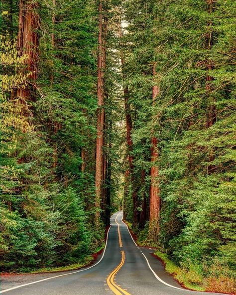 50 Interesting & Unique Places To Visit In California California Roadtrip Aesthetic, Big Trees California, California Central Valley, Cypress Tree Tunnel, Muir Woods National Monument, Giant Sequoia Trees, Salinas California, Places To Visit In California, California Roadtrip