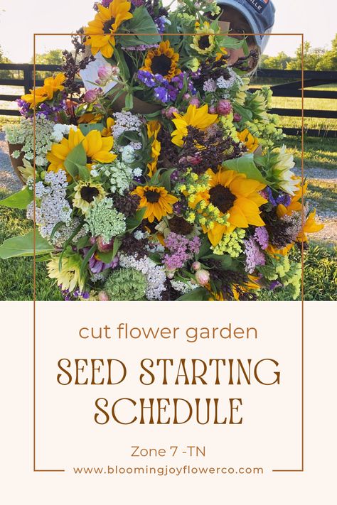 Demystify the secrets of when to start seeds for a vibrant cut flower garden with our digital download guide! Cultivate a beautiful garden with our expertly crafted seed starting schedule tailored for zone 7 Nashville, TN area. Elevate your flower garden and watch your blooms flourish! Zone 7 Seed Starting Schedule, Planting Calendar Zone 7, How To Start A Flower Garden, Peony Farming, Seed Starting Schedule, Starting Flowers From Seeds, When To Start Seeds, Greenhouse Nursery, Peony Farm