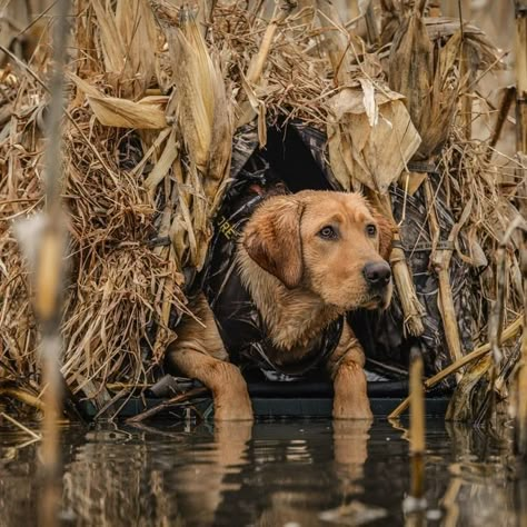 Hunting Senior Pictures, Duck Hunting Dogs, Dog Pond, Hunting Photography, Irish Red Setter, Red Setter, Dog Hunting, Red Labrador, Hunting Dog