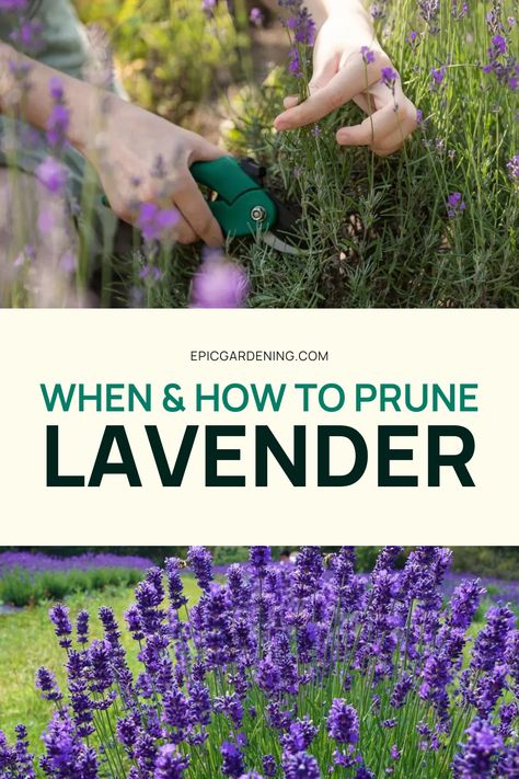 Pruning is a must for encouraging your lavender to bloom. Pruning can help grow bigger plants with more blooms a better, less woody shape. Are you looking to properly prune your lavender this season? Pruning lavender isn’t complex if you follow the right steps. In this article, gardening expert and former organic lavender farmer Logan Hailey shares seven easy steps for pruning your lavender this season. Lavender Pruning, Lavender Plant Care, Potted Lavender, Spanish Lavender, Lavender Bush, Growing Lavender, Flower Cottage, Lavender Garden, Big Plants