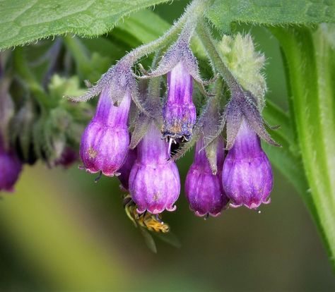 Symphytum officinale (Black wort, Boneset, Bruise wort, Comfrey, Common Comfrey, Consound, Cultivated Comfrey, Knitbone, Quaker Comfrey, Slippery-Root, True Comfrey) | North Carolina Extension Gardener Plant Toolbox Symphytum Officinale, Soil Texture, Drought Tolerant Garden, Simple Leaf, Cottage Garden Plants, Clay Soil, Herbaceous Perennials, Leaf Coloring, Medicinal Herbs