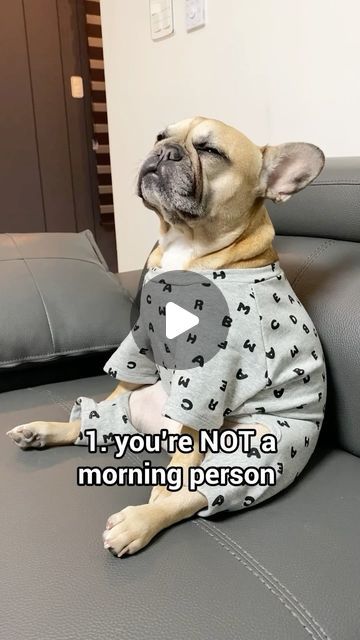 FRENCHIES | GRIFFIN & HARU on Instagram: "Are You A French Bulldog? 😅" Blonde French Bulldog, Frenchton Dogs, Grey French Bulldog Puppy, Funny French Bulldogs, Fluffy French Bulldog, Frenchie Bulldog Puppy, Frenchies Puppies, Baby Frenchie, Funny Frenchies