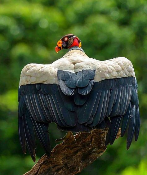 King Vulture, Petit Tattoo, Most Beautiful Birds, Big Bird, Wild Nature, Colorful Birds, Birds Of Prey, Bird Feathers, Spirit Animal