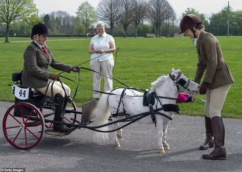 More than a hundred horse-drawn carriages took part pulled by various horse breeds. This S... Horse Transport, Miniature Ponies, Horse Lead, Tiny Horses, Equine Portraits, Easter Monday, Shetland Pony, Horse And Buggy, Mini Horse