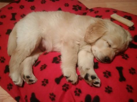 Long-haired yellow #Labrador #retriever 8.5 weeks old #sleepingpuppy Long Hair Ideas, Labrador Retriever Art, Yellow Labrador Retriever, Sleeping Puppies, Lab Puppy, Black Lab Puppies, Yellow Labrador, Beach Watercolor, Golden Retriever Puppy