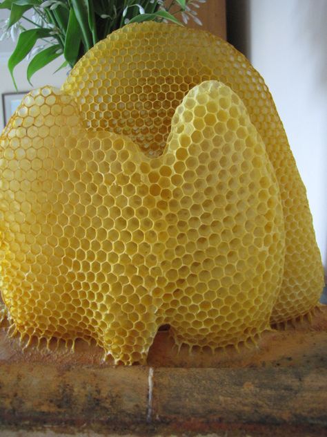 Bees wax in a honeycomb. Gorgeous architecture.  Bees. Honey Bees Keeping, Geometry In Nature, Bee Swarm, Bee Boxes, Bees And Wasps, Bee Keeper, Bee Inspired, Architecture Concept Drawings, Busy Bee