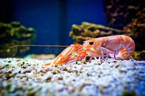 Shrimp Alive, Shrimp Aesthetic, Shrimp Photography, Aquarium Shrimp, Inktober 2023, 3 Fish, Aquarium Plants, Aquatic Animals, Sea Animal