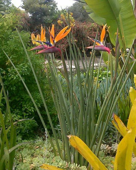 Copyright of, courtesy of David Feix, of David Feix Landscape Design in the East Bay and San Francisco Peninsula. Large Birds Of Paradise Plant, Strelitzia Juncea, Giant Bird Of Paradise, Greater Bird Of Paradise, Strelitzia Nicolai, Famous Daves, East Bay, Bird Of Paradise, Plant Combinations