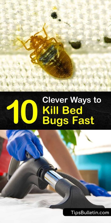 Learn how to treat a bed bug infestation quickly without calling an exterminator. Try vacuuming or using a steam cleaner on bed bug hiding places like the bed frame, box spring, and baseboards. If necessary, use pesticides or involve pest control. #bedbugs #fast #getridof Bedbugs Removal Diy, Bed Bugs How To Get Rid Of Fast, Bed Bugs Spray Diy, Get Rid Of Bed Bugs Fast Diy, How To Get Rid Of Bed Bugs Fast Diy, Bed Bug Remedies, Homemade Bed Bug Spray, Killing Bed Bugs, Diy Bed Bug Spray