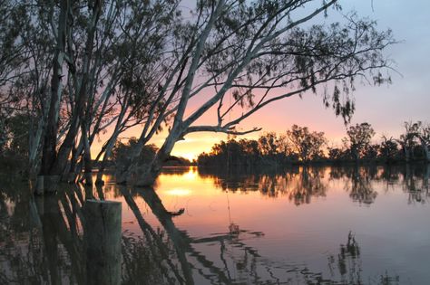 The beautiful River Murray in South Australia Australian Landscapes, Gibb River Road, Australia Landscape, Murray River, Beautiful River, Wilderness Camping, Outback Australia, Reflection Photography, Visit Australia