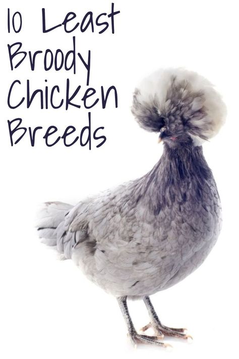 Throughout the ages, poultry keepers who have raised chickens primarily for eggs have culled persistently broody hens. Among the non-setters or infrequent setters, here are 10 of the least broody chicken breeds. Broody Chicken, Backyard Flocks, Chicken Breeds, Raising Chickens, Chickens Backyard, Chicken, 10 Things, Keeping Chickens