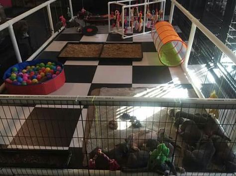 Puppy playpen                                                       … Puppy Play Area, Whelping Room, Playpen Ideas, Puppy Enrichment, Raising Puppies, Puppy Whelping, Puppy Pen, Dog Potty Area, Puppy Playground