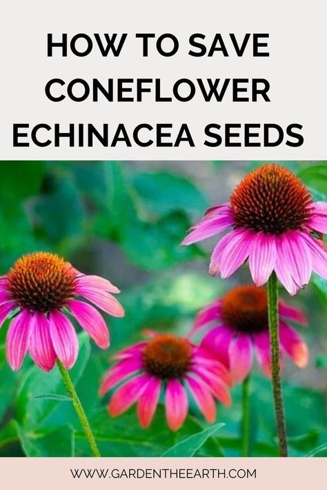 Harvesting Coneflower Seeds, How To Save Coneflower Seeds, When To Plant Coneflower Seeds, Cone Flowers Perennials, Coneflower Care, Echinacea Seeds, Coneflower Seeds, Coneflower Garden, Native Plant Landscape