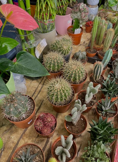 #plants #green #aesthetic #cactus Light Green Plants Aesthetic, Green Cactus Aesthetic, Aesthetic Cactus, Moon Cactus Propagation, Green Succulents Aesthetic, Cactus Dark Aesthetic, Plants Green, Green Space, Green Aesthetic