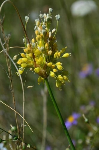 Allium flavum, the small yellow onion or yellow-flowered garlic, is a species of flowering plant in the genus Allium, which also includes the flowering and culinary onions and garlic. A bulbous herbaceous perennial, it is native to the lands surrounding the Mediterranean, Black, and Caspian Seas, from France + Morocco to Iran + Kazakhstan. (Source: Wikipedia, '', http://en.wikipedia.org/wiki/Allium_flavum, CC BY-SA 3.0 . Photo: (c) Nuuuuuuuuuuul, some rights reserved (CC BY)) Allium Flavum, Caspian Sea, Photo C, Herbaceous Perennials, Yellow Onion, The Mediterranean, Onions, Iran, Perennials